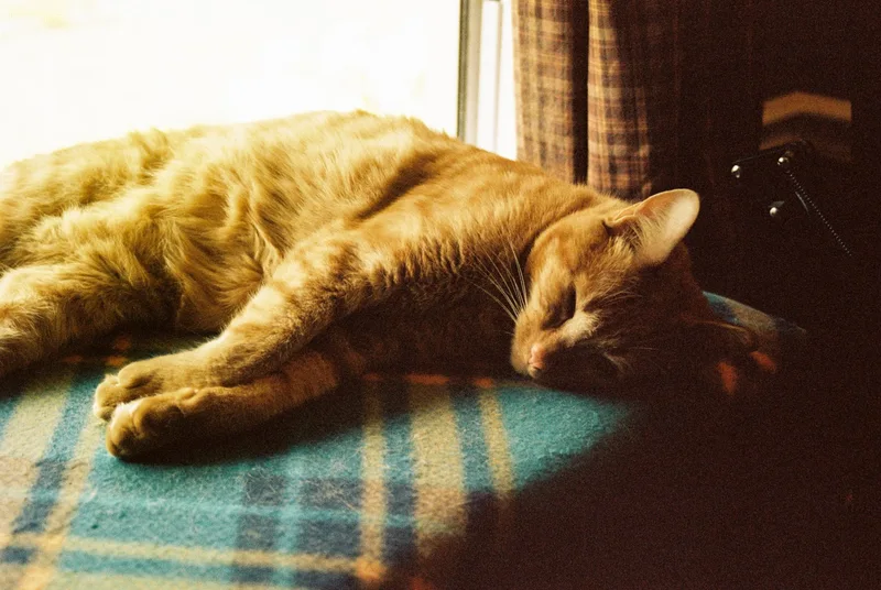 Afternoon Repose by the Window