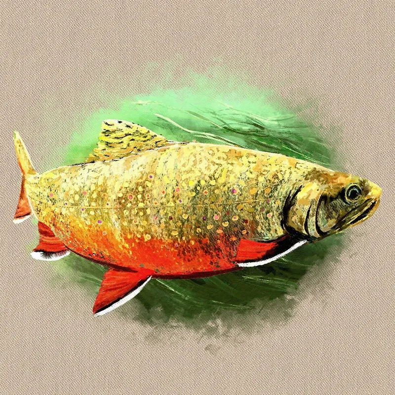 Brook Trout