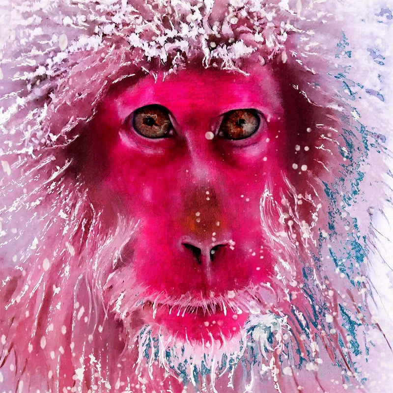 Snow Monkey